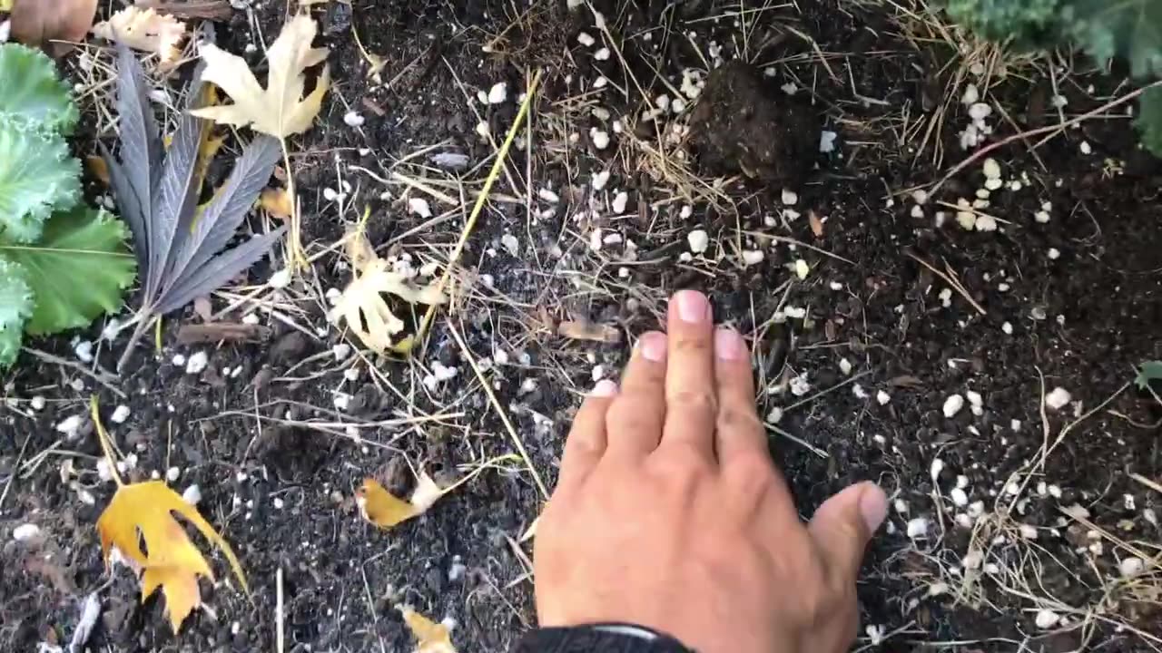 Frozen Cannabis Plant