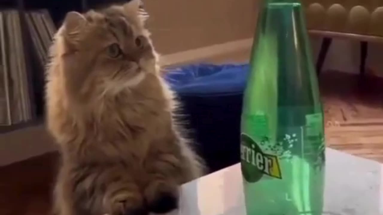 Curious Cat Discovers Sparkling Water—What If It Takes a Sip? 🐱💧