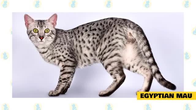 STRANGE THINGS WITH CAT WITH LONG TAIL