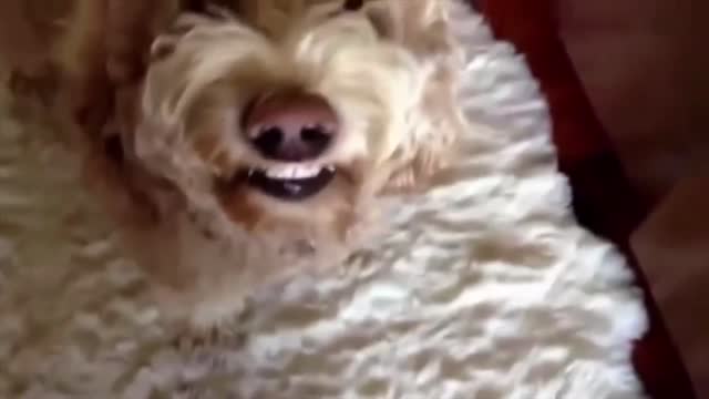 Funny Dog Faces TRY NOT TO LAUGH 😂