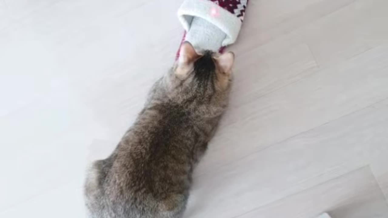 A cat obsessed with catching a laser!