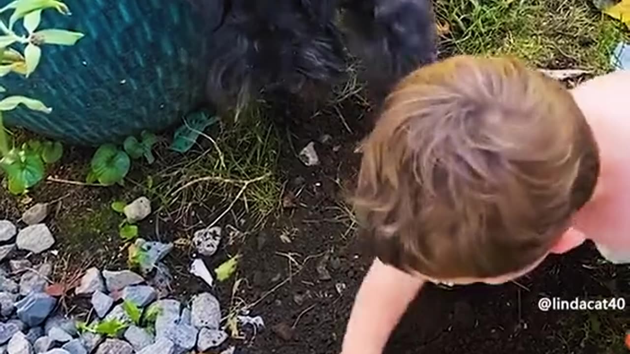 Animal pranks