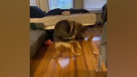Why German Shepherds Are the FUNNIEST DOGS in the World