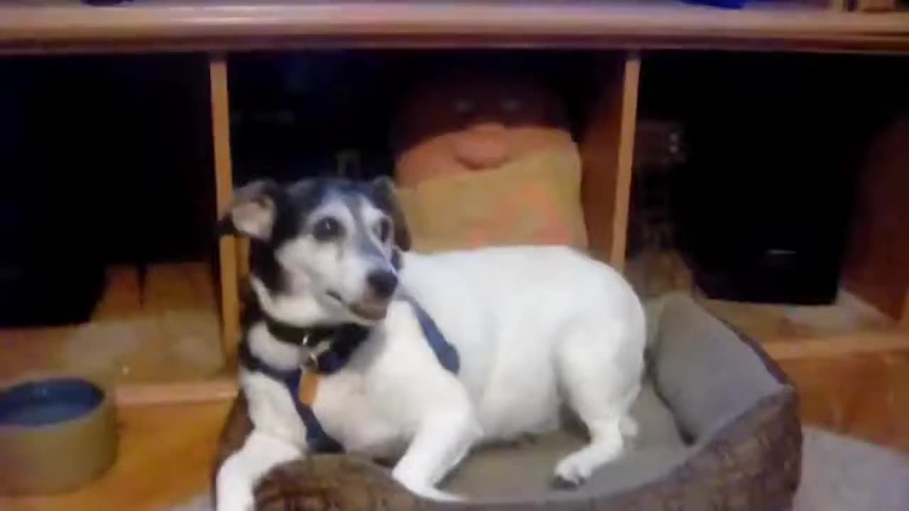Cyraxx - Jamaican Talking Dog - RIP BANDIT [PSYRACING OFFICIAL] (Dec 5, 2021)
