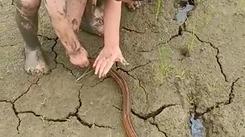 Best Fishing Video Amazing Fishing Tik Tok China shorts