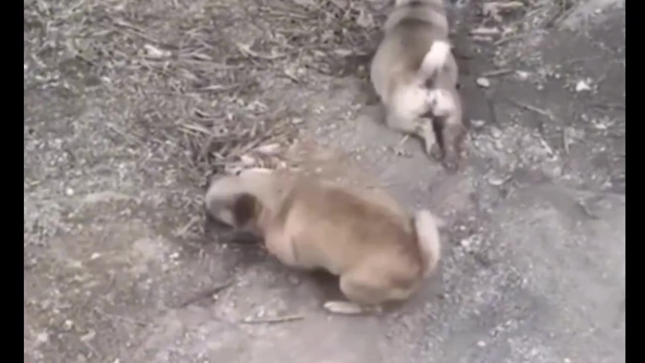 Funny video animals