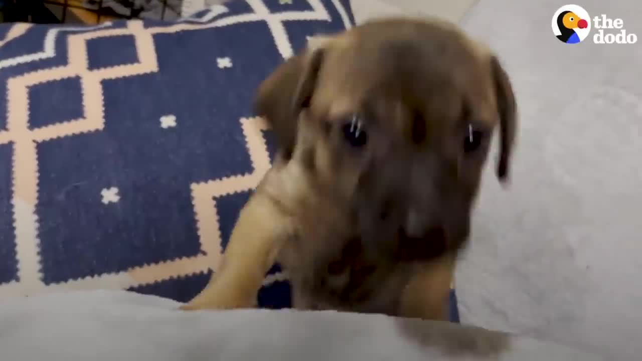 Foster Puppies Can't Believe It When Their Mom Gets Fostered Too | The Dodo