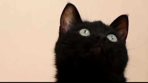 kitten Horror eyes cat to much scarry video must watch and enjoy