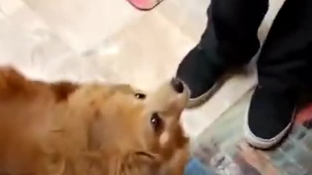 Funny Dogs Videos