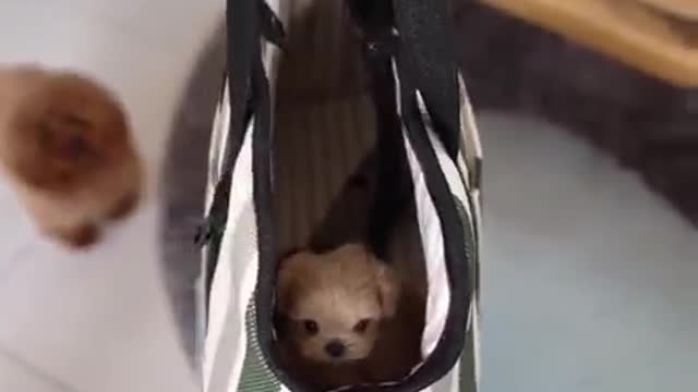 So cute puppy shorts