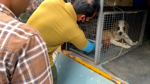 Prosthetic Limb for DOG