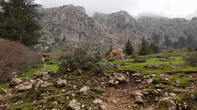 Cow and monkeys in djurdjura mountains