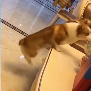 Funny Dog Reaction Funny Animal Videos Funny Reaction Videos _shorts