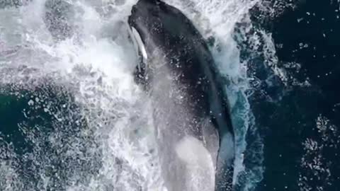 this is how orca whales kill their victims