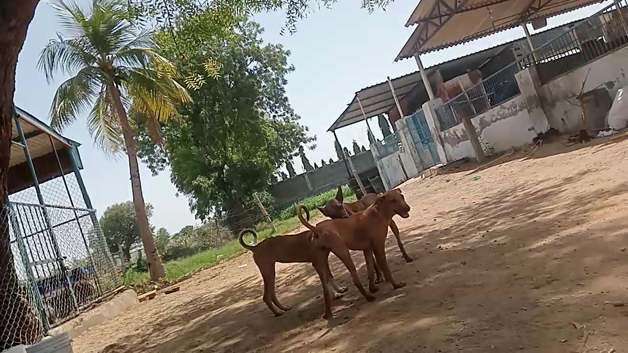 Dog mast