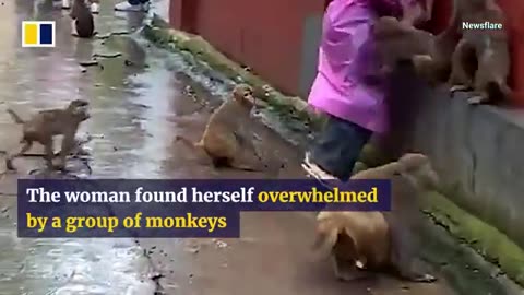 Park tourist overwhelmed by monkeys looking for fruit