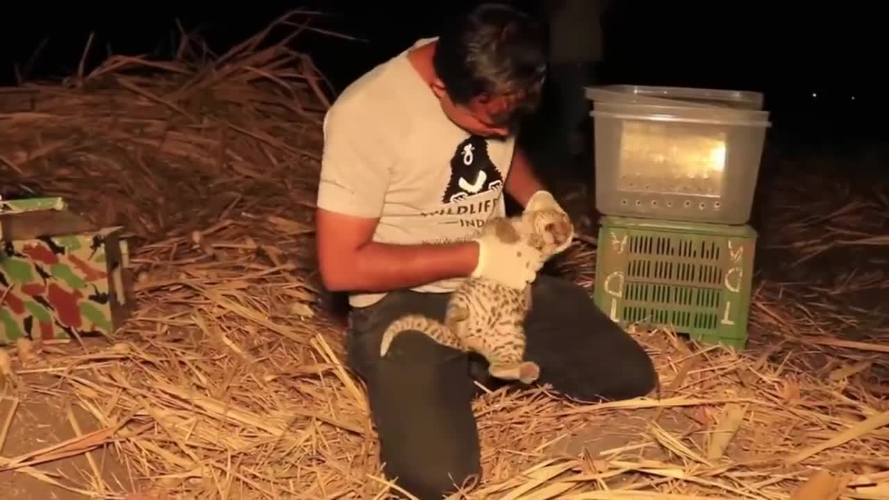 Cubs Reunited With Their Parents After Years!