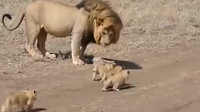 Lion Vs baby lions