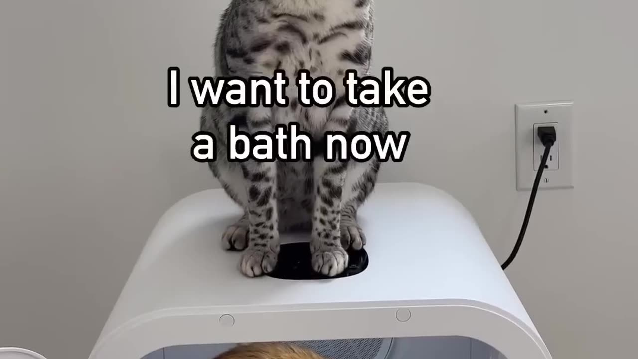 When your cat doesn’t like taking a bath 😹