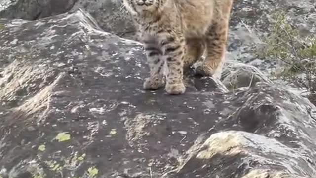 This kitten is even fiercer than me