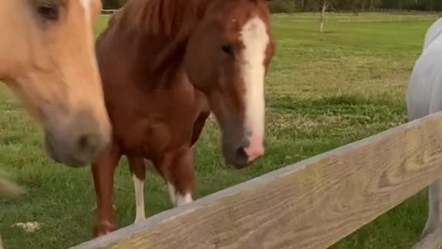 Churro meets the geldings