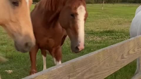 Churro meets the geldings