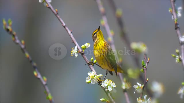 Springtime Birds Migration Palm Warbler 4K Nature