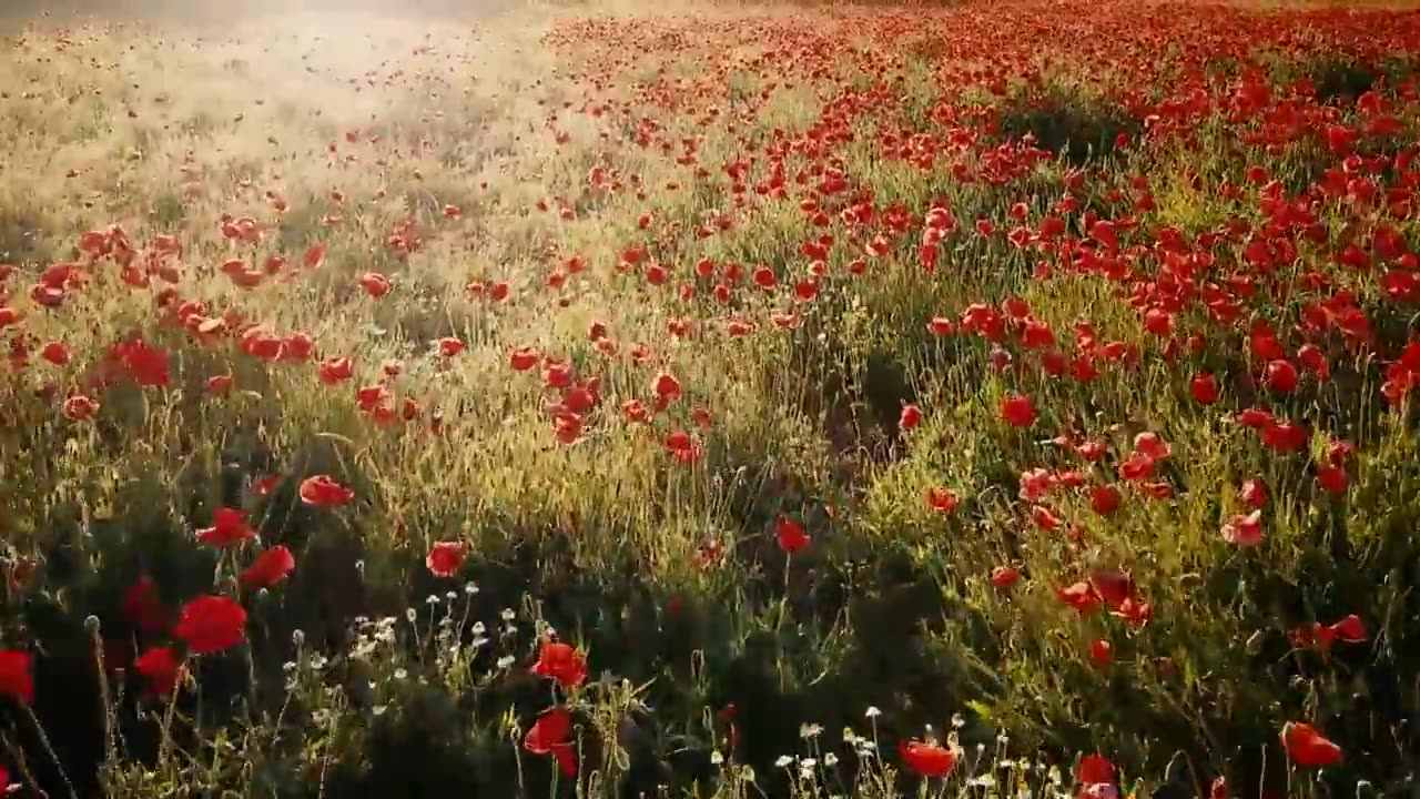 Beautiful flower in the world