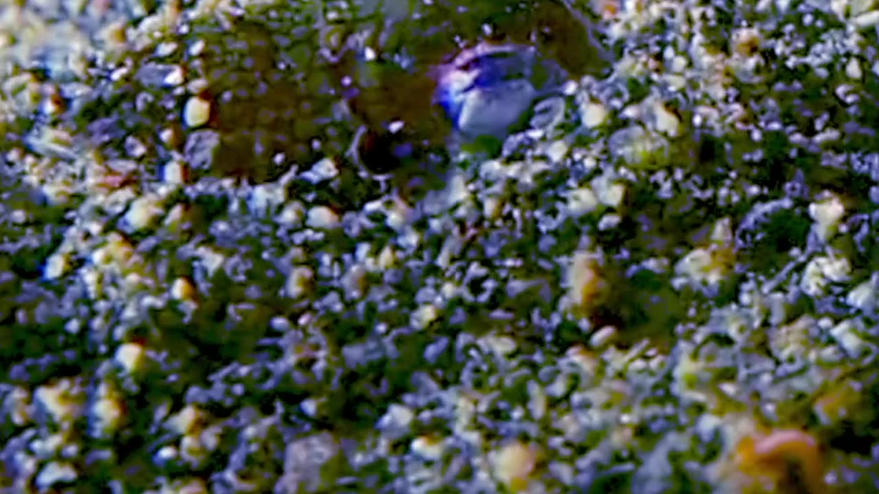 Tiny Cuttlefish Hides In The Sand