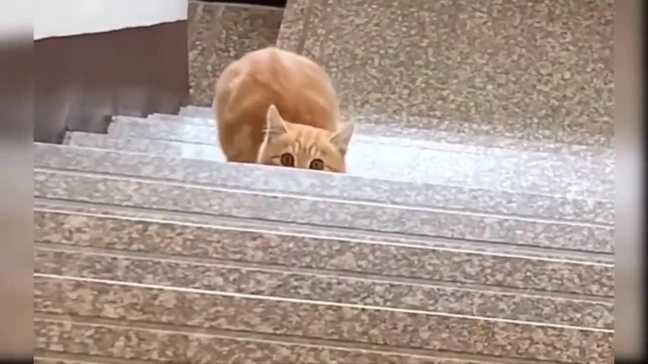 Cute Funny Cat Video 2021 #20