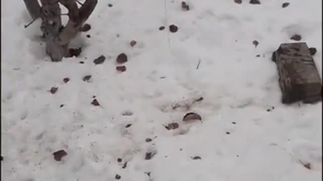 What do birds turn into if you feed them lard?