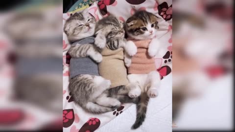 Best of cute cats and funny cats video 2023