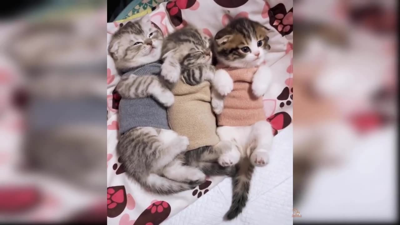 Best of cute cats and funny cats video 2023