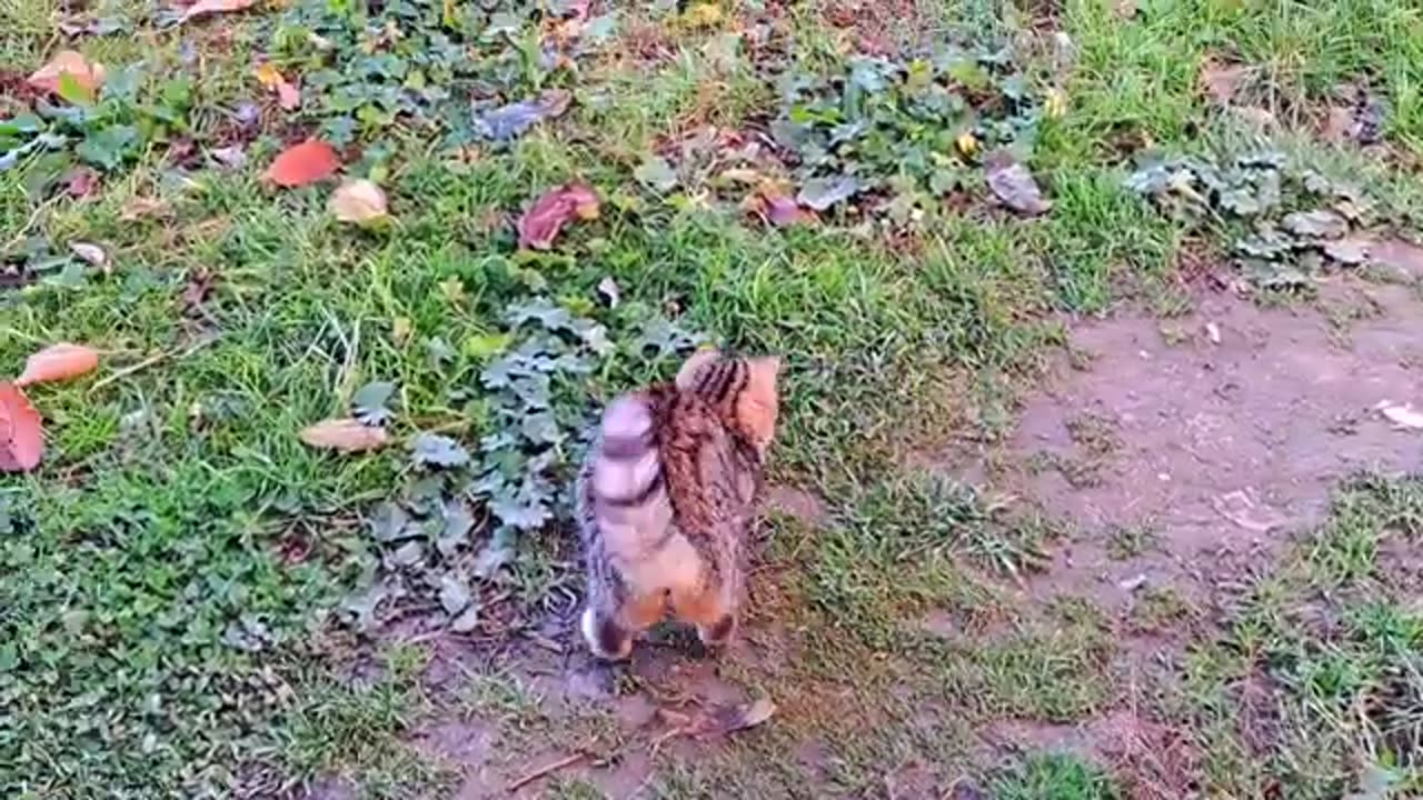 Play cute and beautiful kitten