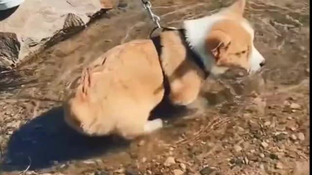 Puppy, Walking With Its Owner On the Beach - Tiktok Dogs (#Funny #Animals #408)