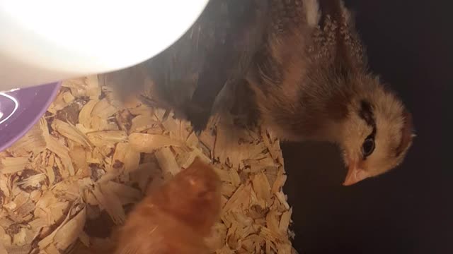 Baby chicks chirping