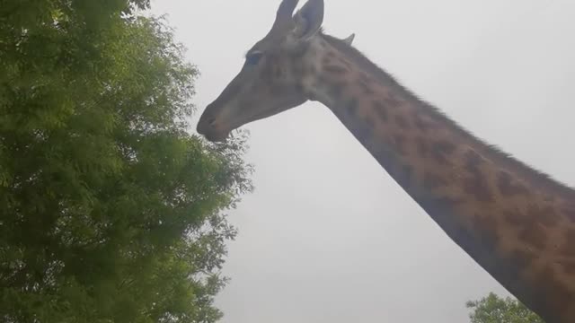 Pet giraffe