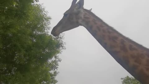 Pet giraffe