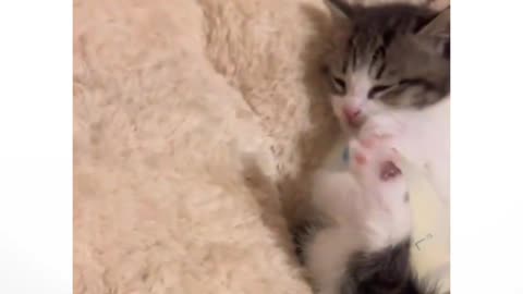 Cute kitten