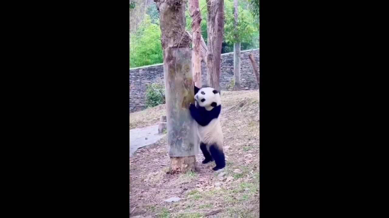 happy panda bear