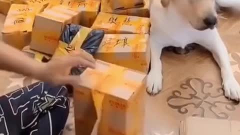 Intelligent Dog Helping His Master at Work