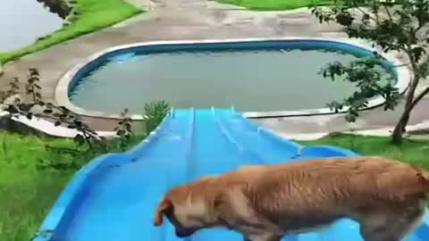 Funniest & Cutest Labrador Puppies #2 - Funny Puppy Videos 2022