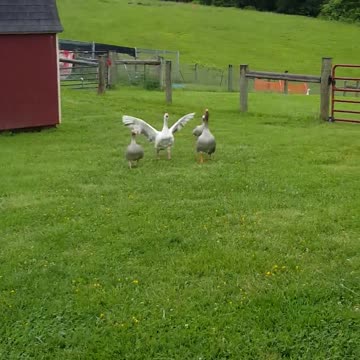 Mickey, el ganso, corre en busca de un abrazo