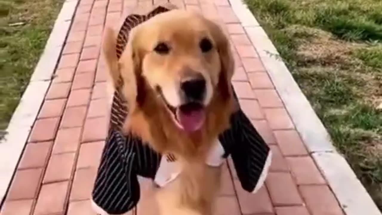 My cute dog goes to catwalk