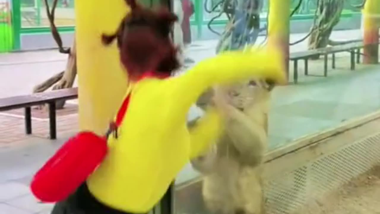 Dancing in front of hungry lion