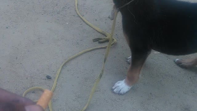 smoking dog
