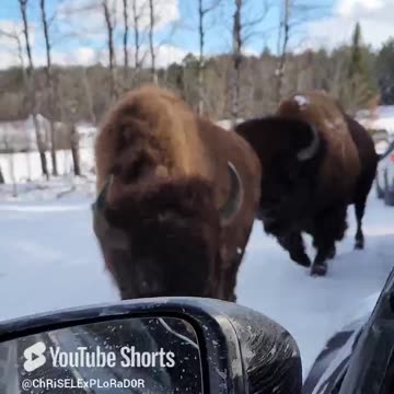 "¡Increíble Encuentro en Canadá! 🦬🇨🇦 | ¡Uno Me Lamió la Mano!"