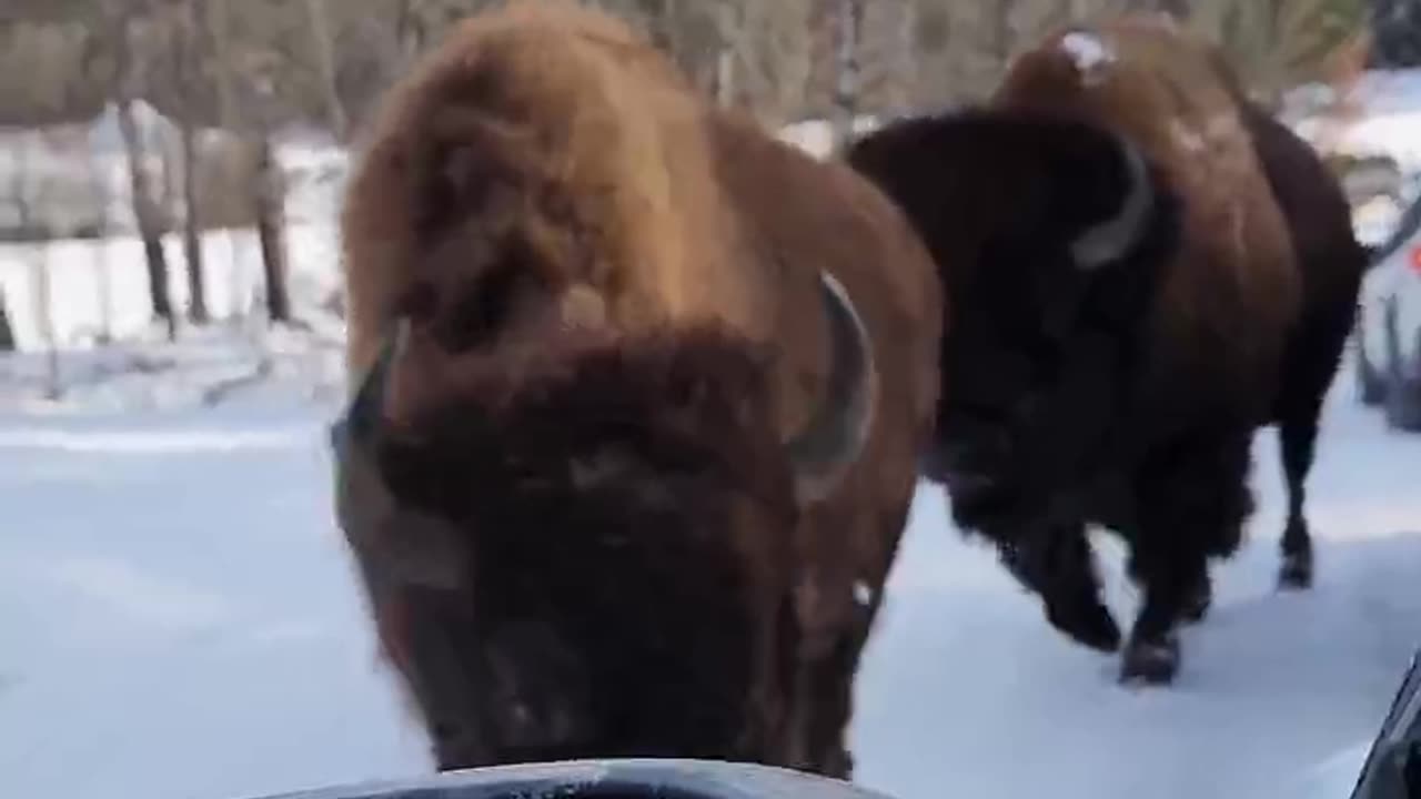 "¡Increíble Encuentro en Canadá! 🦬🇨🇦 | ¡Uno Me Lamió la Mano!"