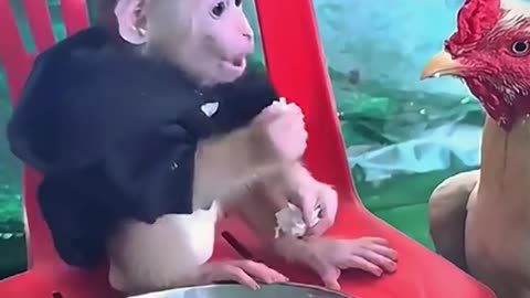 funny animal video
