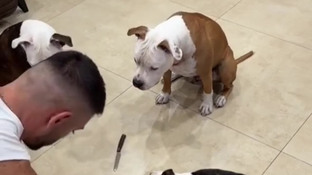 Funny dog video 😂😂